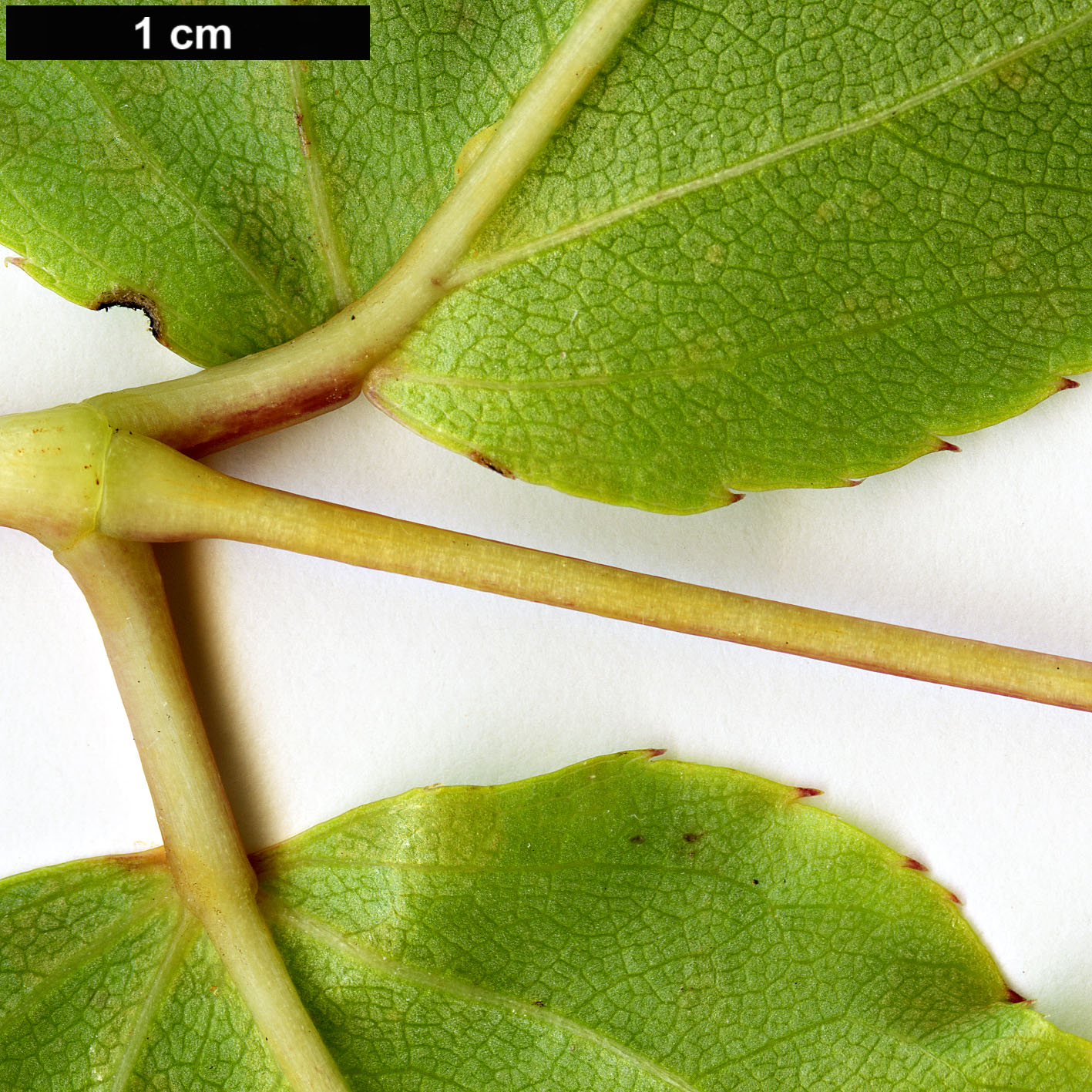 High resolution image: Family: Araliaceae - Genus: Aralia - Taxon: parasitica